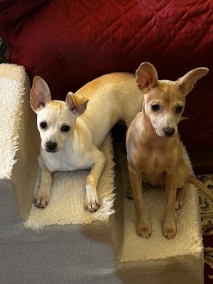 Photo of Daisy And Reba