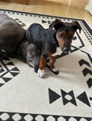 Photo of Mr. Pickles