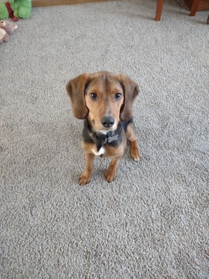 Photo of Rex