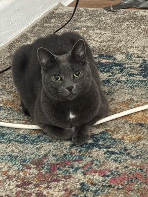 Photo of Bleu Hollywood