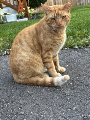 Photo of Garfield