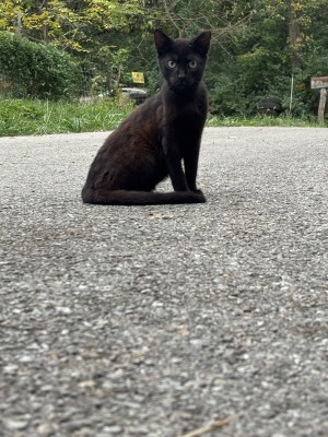Photo of Shadow