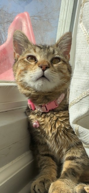 Photo of Nala