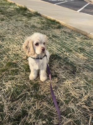 Photo of Butterscotch