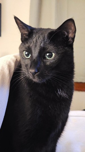 Photo of Salem