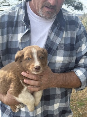 Photo of Fido