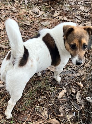 Photo of Lady