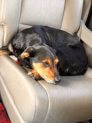 Photo of Chase