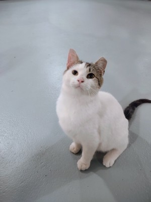 Photo of Roller (DG)