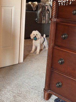 Photo of Teddy