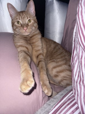 Photo of Simba