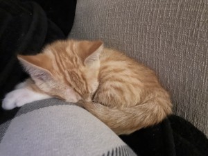 Photo of Lil' White Paw