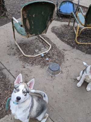 Photo of Pearl