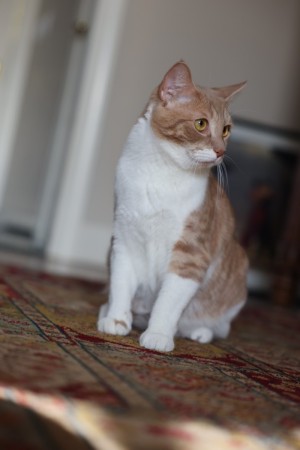 Photo of Loki