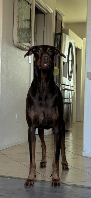 Photo of Oden Aka Odie