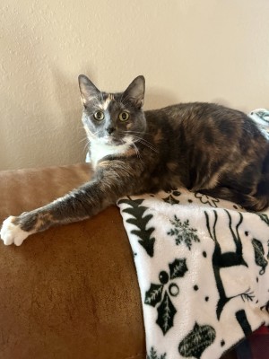 Photo of Nala