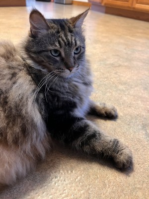 Photo of Merlin