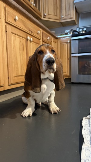 Photo of Marley