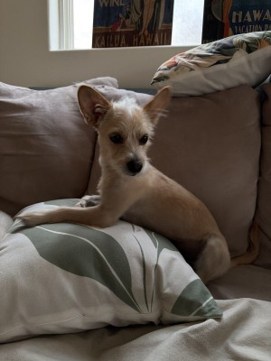Photo of Georgie