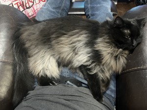 Photo of Big Tummy And Vixen