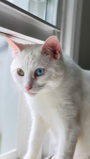 Photo of Nala