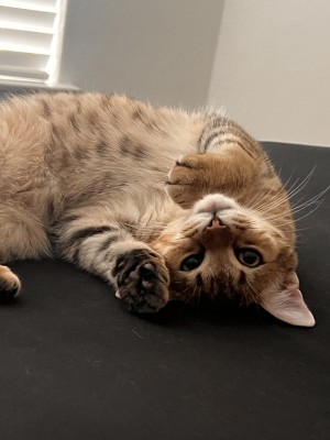 Photo of Baby Kitty