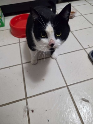 Photo of Tyr - Needs Rehomed Fast!