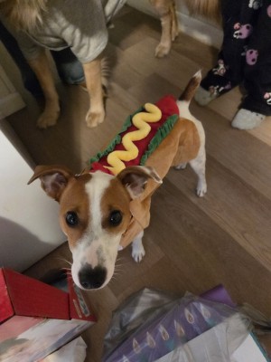 Photo of Buddy