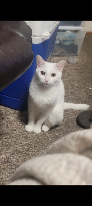 Photo of Snowball/kittie