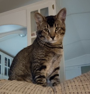 Photo of Mr. T ( Formally Jett )