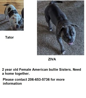 Photo of Ziva & Tator