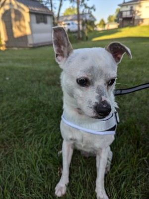 Photo of Nipsey Dawg