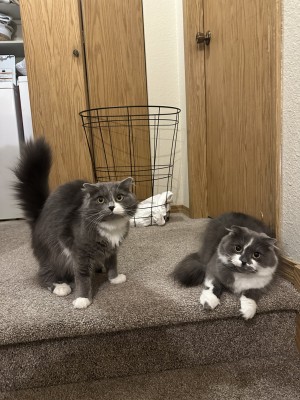 Photo of Bella & Sadie