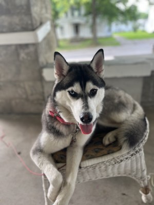 Photo of Shamica Council