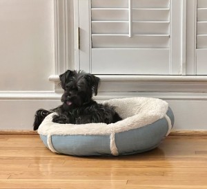 Photo of Sooie ("sue-y")