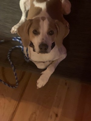 Photo of Moon Dog