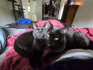Photo of Orion & Aries