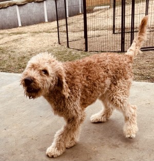 Photo of Riley