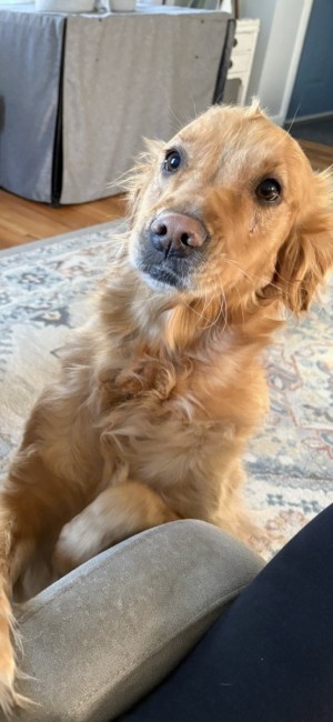 Photo of Willow Tree