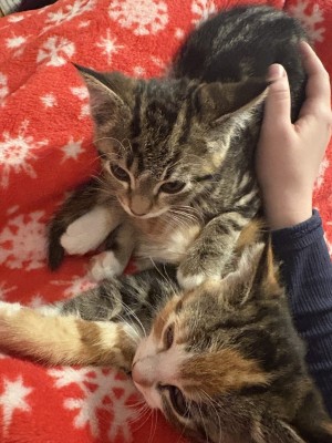 Photo of Two Kittens