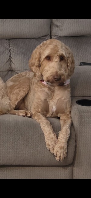 Photo of Lucy