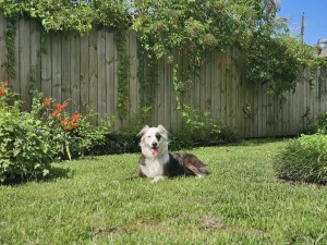 Photo of Rocko
