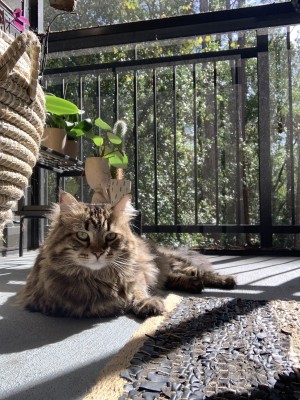 Photo of Ophelia