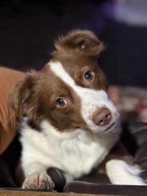 Photo of Party Dog PD (pron. Petey)