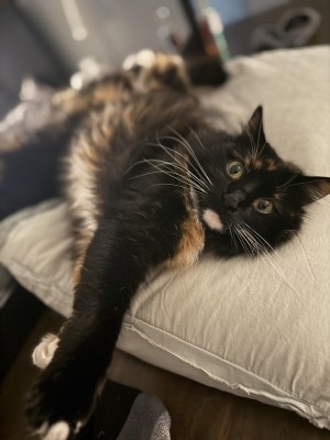 Photo of Unknown- Tiramisu