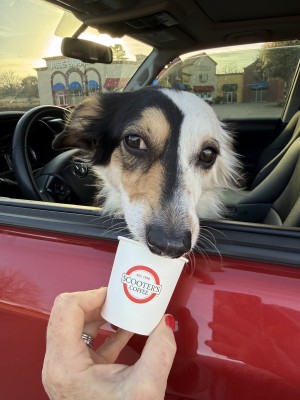 Photo of Luca (ADOPTION PENDING)