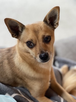Photo of Chewie