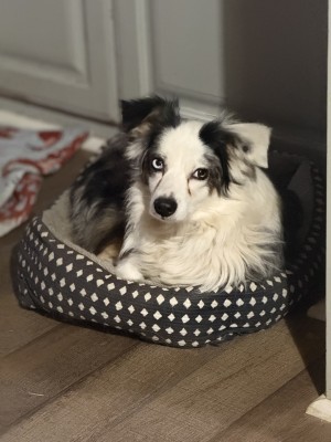 Photo of Sam (Adoption Pending)