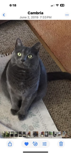 Photo of Waffles
