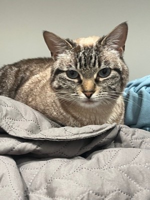 Photo of Primrose
